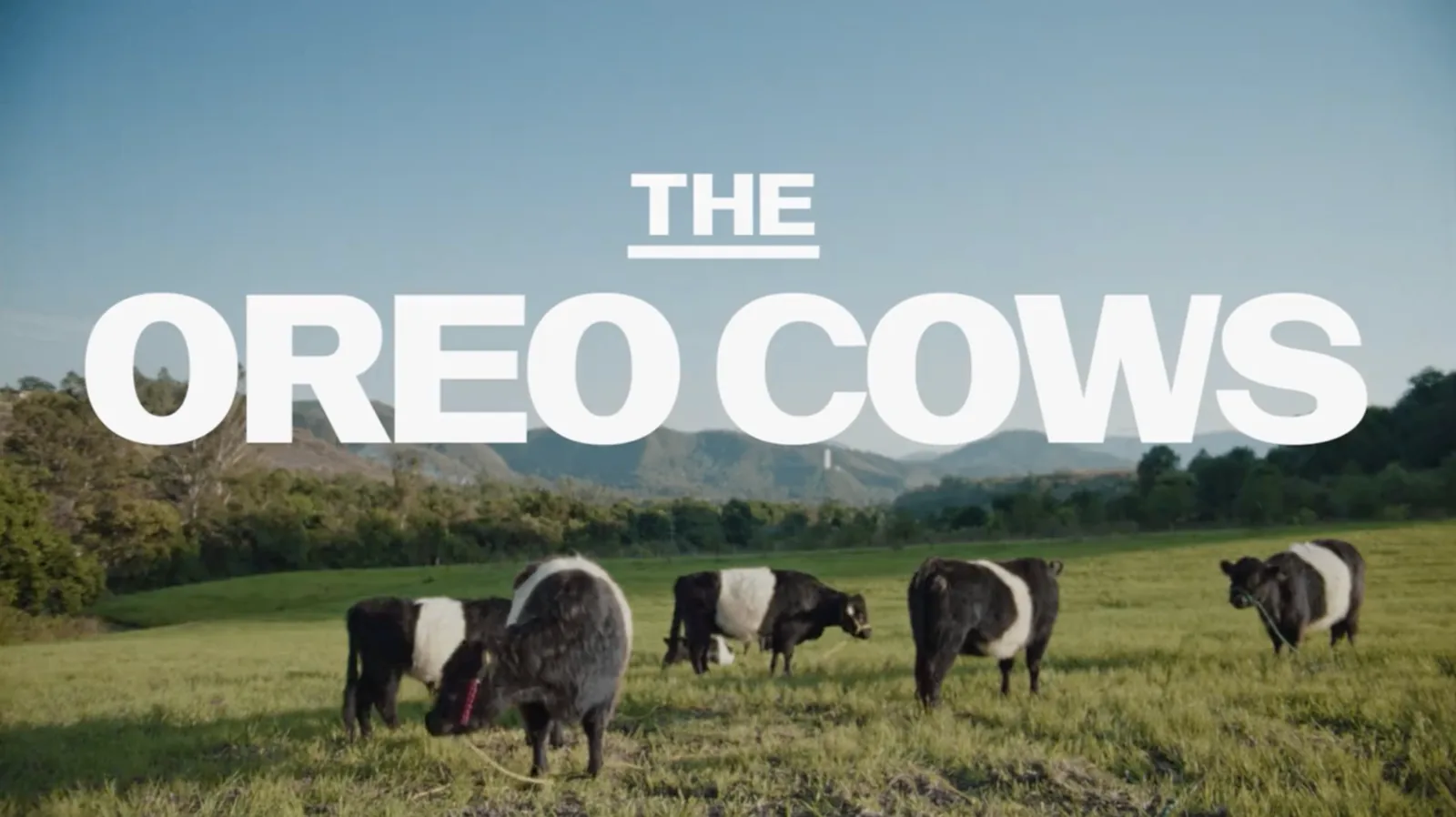 The OREO Cows — case premiado com áudio da Vox Haus